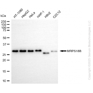 KD-Validated MRPS18B Rabbit mAb (20 μl)