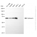 KD-Validated OPTN Rabbit mAb (20 μl)