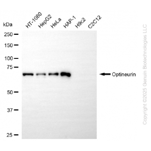 KD-Validated OPTN Rabbit mAb (20 μl)