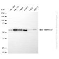 KD-Validated SMARCD1 Rabbit mAb (20 μl)