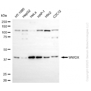 KD-Validated WWOX Rabbit mAb (20 μl)