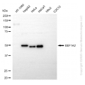 KD-Validated EEF1A2 Rabbit mAb (20 μl)