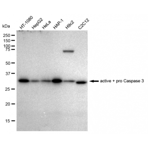 KD-Validated CPP32B Rabbit mAb (20 μl)