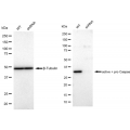 KD-Validated CPP32B Rabbit mAb (20 μl)
