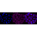 KD-Validated CD29 Rabbit mAb (20 μl)