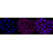 KD-Validated CD29 Rabbit mAb (20 μl)