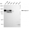 KD-Validated CD29 Rabbit mAb (20 μl)
