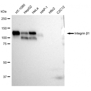 KD-Validated CD29 Rabbit mAb (20 μl)
