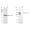 KD-Validated CD29 Rabbit mAb (20 μl)