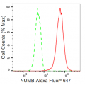 KD-Validated NUMB Rabbit mAb (20 μl)