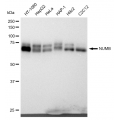 KD-Validated NUMB Rabbit mAb (20 μl)