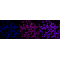KD-Validated MCM7 Rabbit mAb (20 μl)