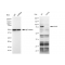 KD-Validated MCM7 Rabbit mAb (20 μl)