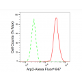 KD-Validated Arp2 Rabbit mAb (20 μl)