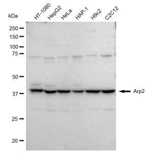 KD-Validated Arp2 Rabbit mAb (20 μl)