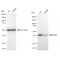 KD-Validated Arp2 Rabbit mAb (20 μl)