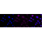 KD-Validated EphB4 Rabbit mAb (20 μl)