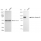 KD-Validated EphB4 Rabbit mAb (20 μl)
