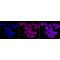 KD-Validated CD29 Rabbit mAb (20 μl)