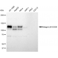 KD-Validated CD29 Rabbit mAb (20 μl)