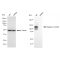 KD-Validated CD29 Rabbit mAb (20 μl)