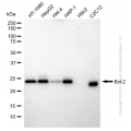 KD-Validated BCL2 Rabbit mAb (20 μl)