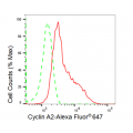KD-Validated CCNA Rabbit mAb (20 μl)
