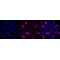 KD-Validated CCNA Rabbit mAb (20 μl)