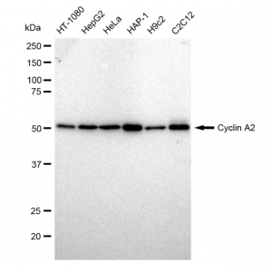 KD-Validated CCNA Rabbit mAb (20 μl)