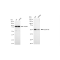 KD-Validated CCNA Rabbit mAb (20 μl)