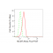 KD-Validated MCM7 Rabbit mAb (20 μl)