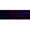 KD-Validated MCM7 Rabbit mAb (20 μl)