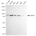 KD-Validated MCM7 Rabbit mAb (20 μl)