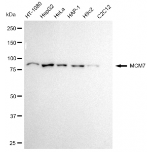 KD-Validated MCM7 Rabbit mAb (20 μl)