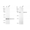 KD-Validated MCM7 Rabbit mAb (20 μl)