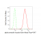 KD-Validated ACTSA Rabbit mAb (20 μl)