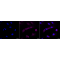 KD-Validated ACTSA Rabbit mAb (20 μl)