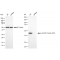 KD-Validated ACTSA Rabbit mAb (20 μl)