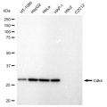 KD-Validated Cdk4 Rabbit mAb (20 μl)
