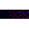 KD-Validated CD49e Rabbit mAb (20 μl)