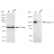 KD-Validated CD49e Rabbit mAb (20 μl)
