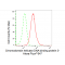 KD-Validated ZFH Rabbit mAb (20 μl)
