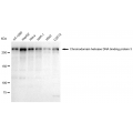 KD-Validated ZFH Rabbit mAb (20 μl)