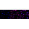KD-Validated EIF2C Rabbit mAb (20 μl)