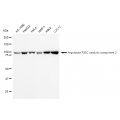 KD-Validated EIF2C Rabbit mAb (20 μl)