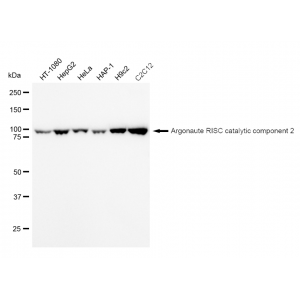 KD-Validated EIF2C Rabbit mAb (20 μl)