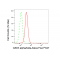 KD-Validated GSK3A Rabbit mAb (20 μl)