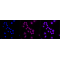 KD-Validated GSK3A Rabbit mAb (20 μl)