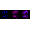 KD-Validated Flotillin 1 Rabbit mAb (20 μl)