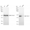 KD-Validated Flotillin 1 Rabbit mAb (20 μl)